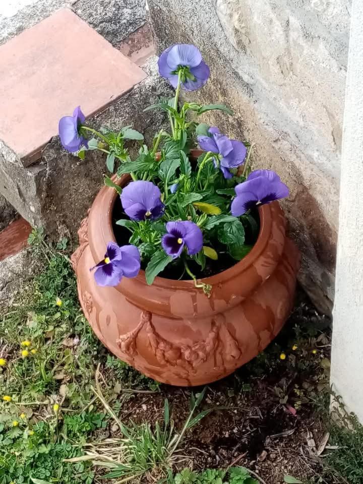 Casa Serena Villa Petrognano  Luaran gambar